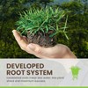 SodPods® Zoysia Grass Plugs for Lawn Repair, 3" x 3"