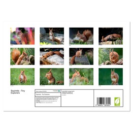 Squirrels - Tiny Explorers (Monthly Wall Calendar 2026 16.5" x 23.4" (open)), CALVENDO 14 Month Calendar