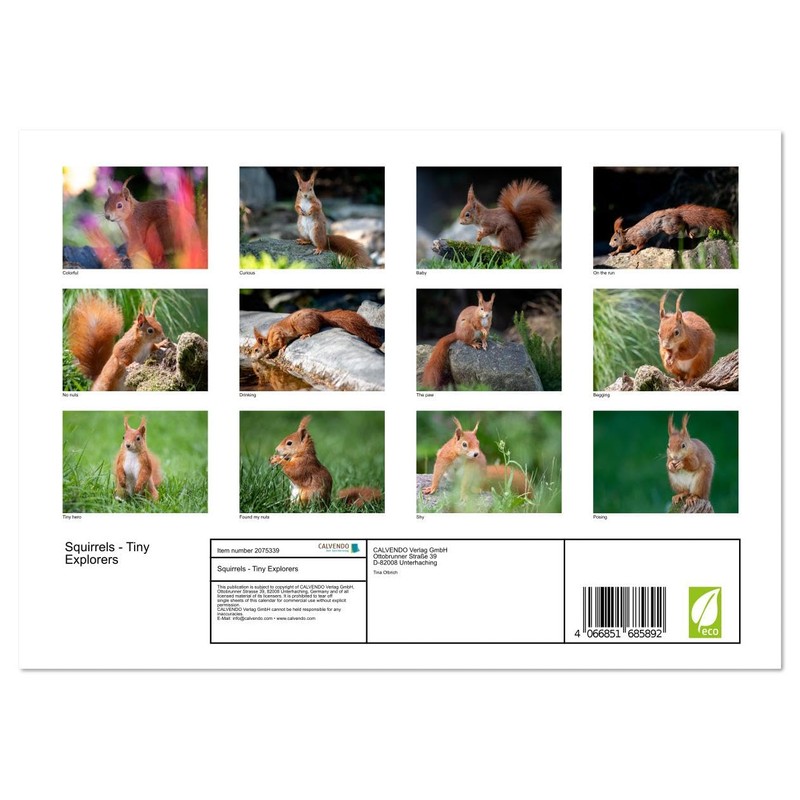 Squirrels - Tiny Explorers (Monthly Wall Calendar 2026 16.5" x