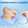 Female and Male Genital Anatomy Models Set, PVC Catheter Insertion