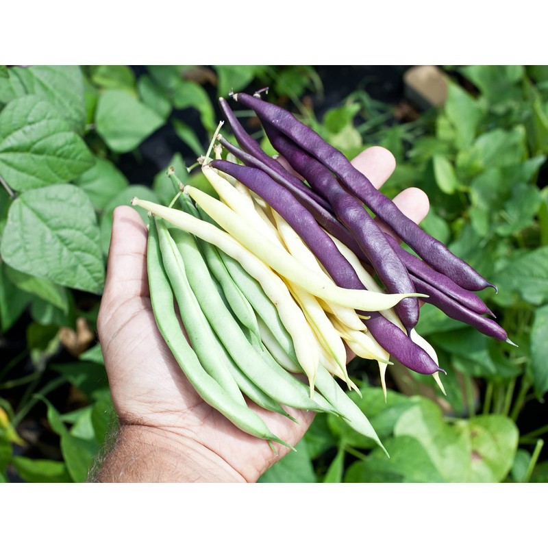 NIKA SEEDS - Seeds Vegetable Bean Cluster Mix - 30
