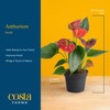 Costa Farms Anthurium, Flamingo Flower Live Plant in Decorative Pot,