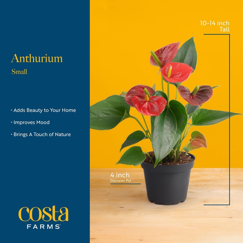 Costa Farms Anthurium, Flamingo Flower Live Plant in Decorative Pot,