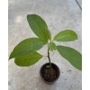 Avocado Fruit Tree 10” With Pot Seedling Live Plant Ready
