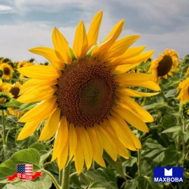 Maxboba Sunflower Seeds Mammoth Grey Stripe Non-GMO - 50 Seeds