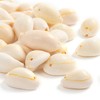 Herzwild Shells with Holes, Perfect for Crafts, Decoration or Jewellery