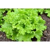 800 Lettuce Four Seasons Seeds – 30 Days, Heirloom, Non-GMO