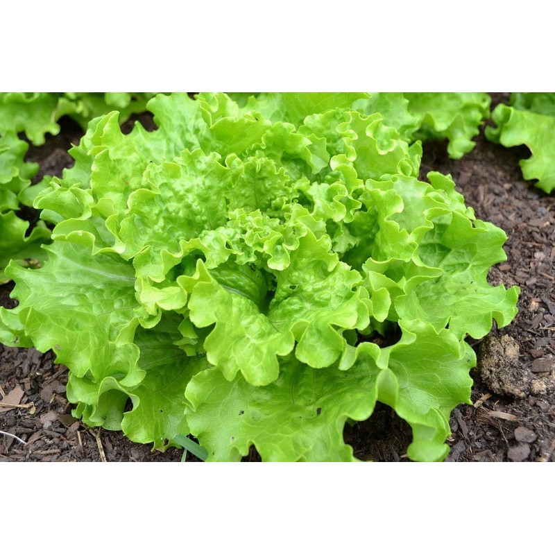800 Lettuce Four Seasons Seeds – 30 Days, Heirloom, Non-GMO
