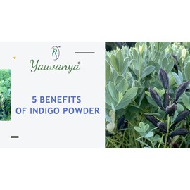 Yauvanya Pure Indigo Powder for hair (3 X 100 Gms) Indigofera Tinctoria to color your hair | Brown to Black shades