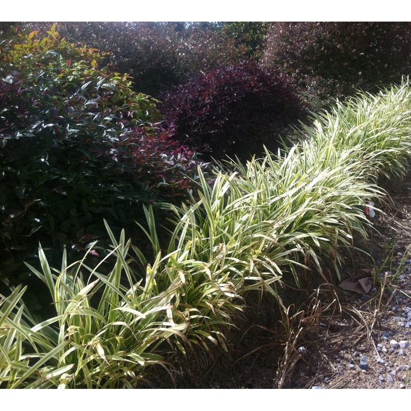 18 Pack - Liriope 'Variegated' Grass