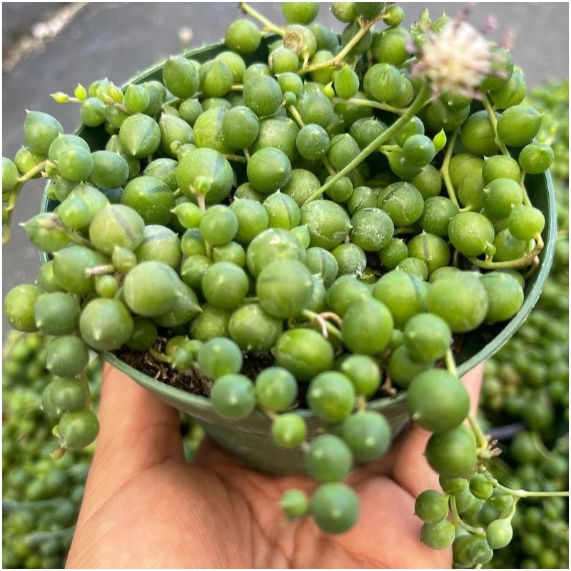 4” string of pearls bedroom sculptures