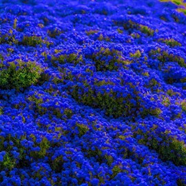 21000+ Magic Blue Creeping Thyme Seeds for Planting Ground Cover Plants Heirloom Flowers Perennial Thyme Non-GMO Thymus Serpyllum Seed