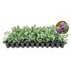 Texas Sage | 3 Live Plants | Leucophyllum frutescens |