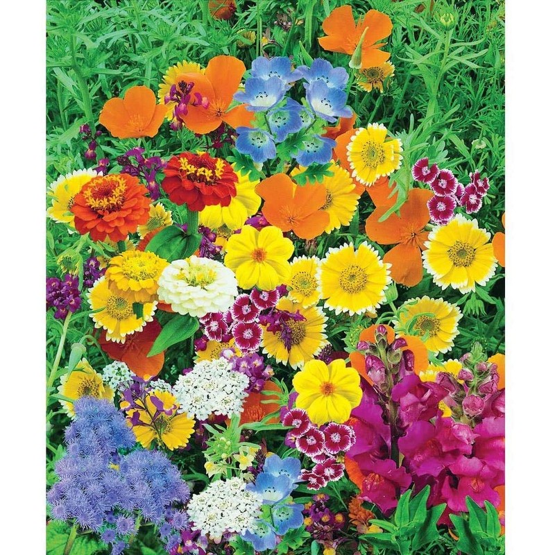 Seeds4planting - Seeds Indoor Special Flower Balcony Mix Annual Flowers