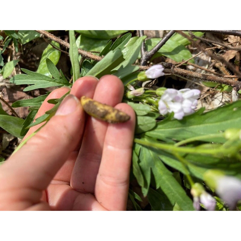 Tinctura Transforma Apothecary Monastery Healing Herbal tea , Old Formula