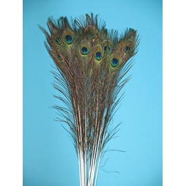 Natural Peacock Feathers, Medium to Large Eyed, Long and Lush, 35-40" Per Bundle of 10