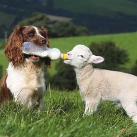 Photographic Greeting Card (PH0528) Easter - Spaniel Dog Feeding A Lamb