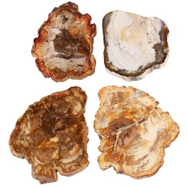 mookaitedecor Petrified Wooden Plate Stone Crystal Stones Tree Specimen Disc Minerals Stones Crystals Druze for Reiki Healing Home Office Feng Shui Decoration Meditation