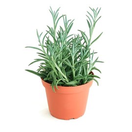 Shop Succulents String of Fishhooks Hanging Succulent, Senecio Radicans Glauca, Fully Rooted Live 4" Succulent Plant, Low Maintenance Indoor Plant, Hardy Succulents, Trailing Succulents, Gift & Garden