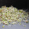 Organic Health Blend Sprouting Mix Seeds 5 Lb – Non-GMO,