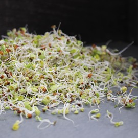Organic Health Blend Sprouting Mix Seeds 5 Lb – Non-GMO, High-Germination, for Sprouts, Microgreens, Salads & Sandwiches