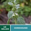 Fresh Horehound (Marrubium Vulgare) - Non-GMO - Medicinal - 100+