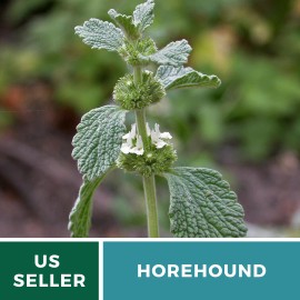 Fresh Horehound (Marrubium Vulgare) - Non-GMO - Medicinal - 100+ seeds