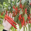 Todd's Seeds Cayenne Long Red Thin Hot Pepper Heirloom Seed