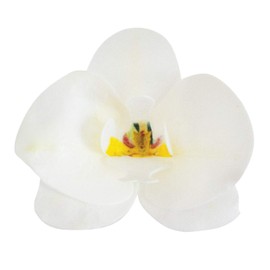 Pack of 10 Orchids in Wafer Edible Decorations for Cakes, White