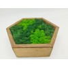 LoveLasy Bicolour Moss Wall Picture Hexagon for Home and Office,