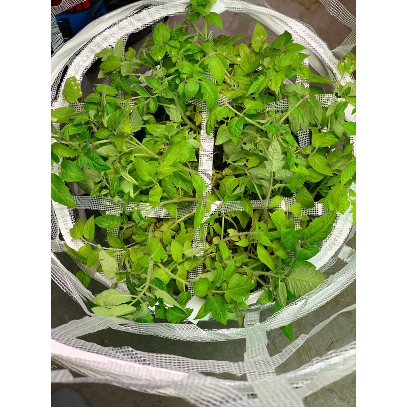 AutoPot Plant Trainer (2 Pack) with Scroggers (2 Pack) -