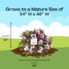 Encore Azalea 1 Gal. Autumn Twist Azalea Shrub