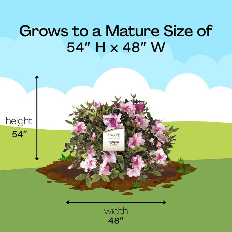 Encore Azalea 1 Gal. Autumn Twist Azalea Shrub