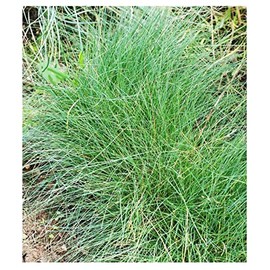 Blue Fescue Bunchgrass Seed - 16" Tall and Non-Invasive - 1/4 Pound