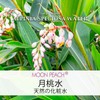 Natural Cosmetics Research Institute, Moon Peach, 100% Pure Solution, Preservative-free,