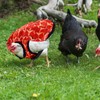 Chicken Saddles for Hens, Chicken Apron Back Protector Hen Mating