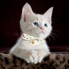 Tucnoeu Pack of 2 Cat Collars with Removable Bow, Adjustable