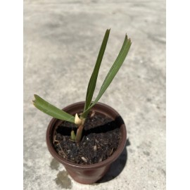 Sugarcane Plant With Pot Sweet Juicy Ready To Plant