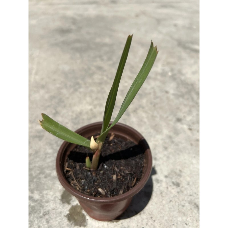 Sugarcane Plant With Pot Sweet Juicy Ready To Plant