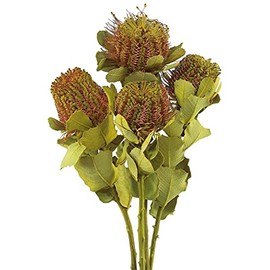 Vickerman 14-16" Banksia Coccinea Basil, 4 Stem Bunch, Preserved
