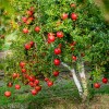 Dragon Garden's (Saipan) Pomegranate Tree Seeds (Punica granatum) "Apple of