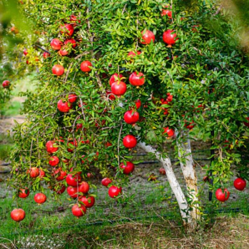 Dragon Garden's (Saipan) Pomegranate Tree Seeds (Punica granatum) "Apple of