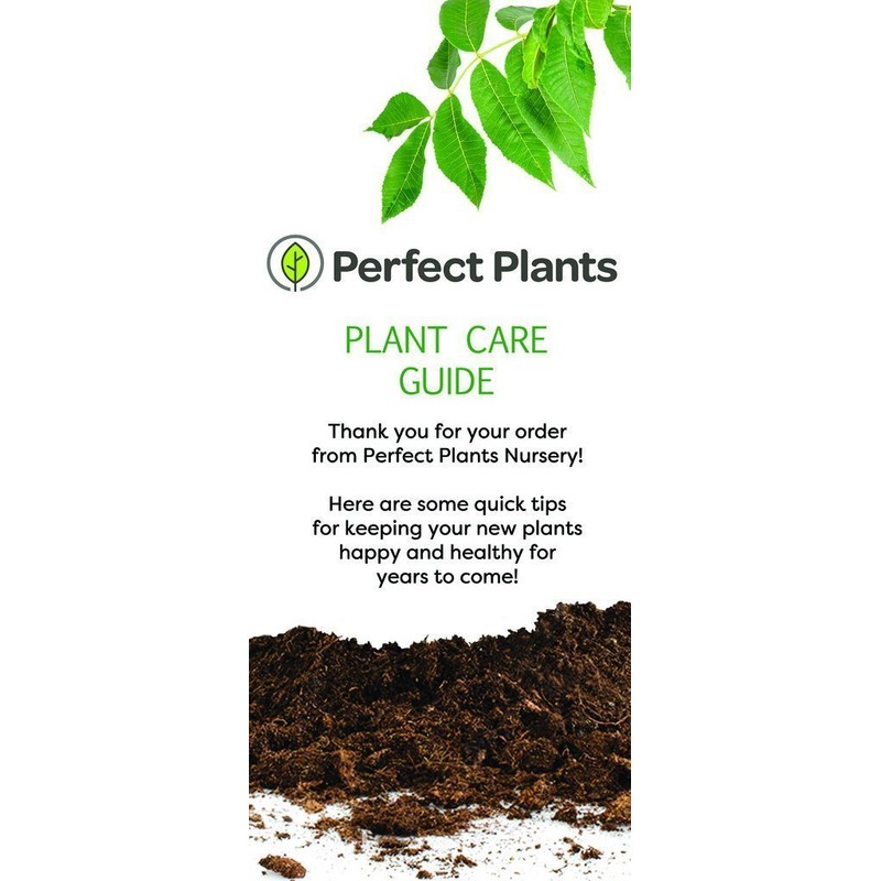 Sky Pencil Holly - Size: 1-2 FT, Live Plant, Includes