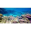 AWERT Aquarium Background Coral Reef Tropical Fish Undersea Fish Tank