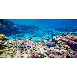 AWERT Aquarium Background Coral Reef Tropical Fish Undersea Fish Tank Background 48x18 inches Durable Polyester Background