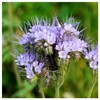 Everwilde Farms - 1000 Lacy Phacelia Native Wildflower Seeds -