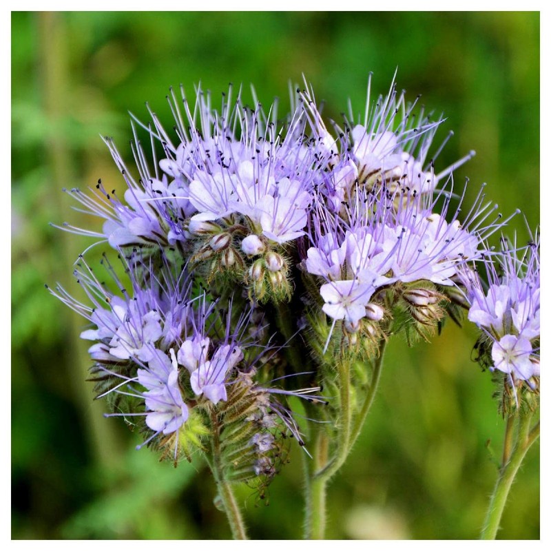 Everwilde Farms - 1000 Lacy Phacelia Native Wildflower Seeds -