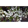 Pixies Gardens Spirea Prunifolia (Liner Early Spring Bloomer Lots of