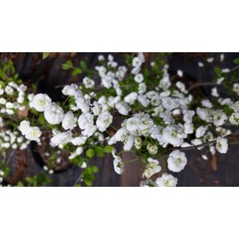 Pixies Gardens Spirea Prunifolia (Liner Early Spring Bloomer Lots of Small Double Blooms