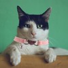 Tabanzhe Heart Cat Collar-Adjustable Rhinestone Collar with Safety Belt and